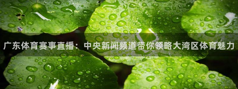 澳门永利集团老板是谁：广东体育赛事直播：中央新闻频道带你领略大湾区体育魅力